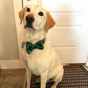 Meet your Posher, Lindsey